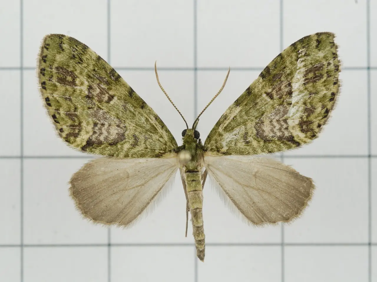 Exploration at Grand Rapids' Butterfly Showcase: A Vibrant Haven for Butterflies