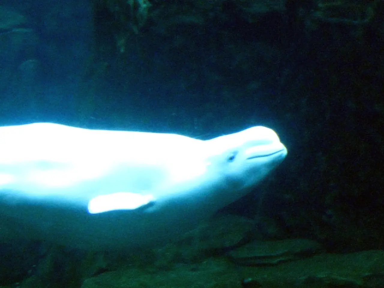 Exploring the Underwater Wonder of Socorro Island, Revillagigedos: A Breathtaking Journey into the...