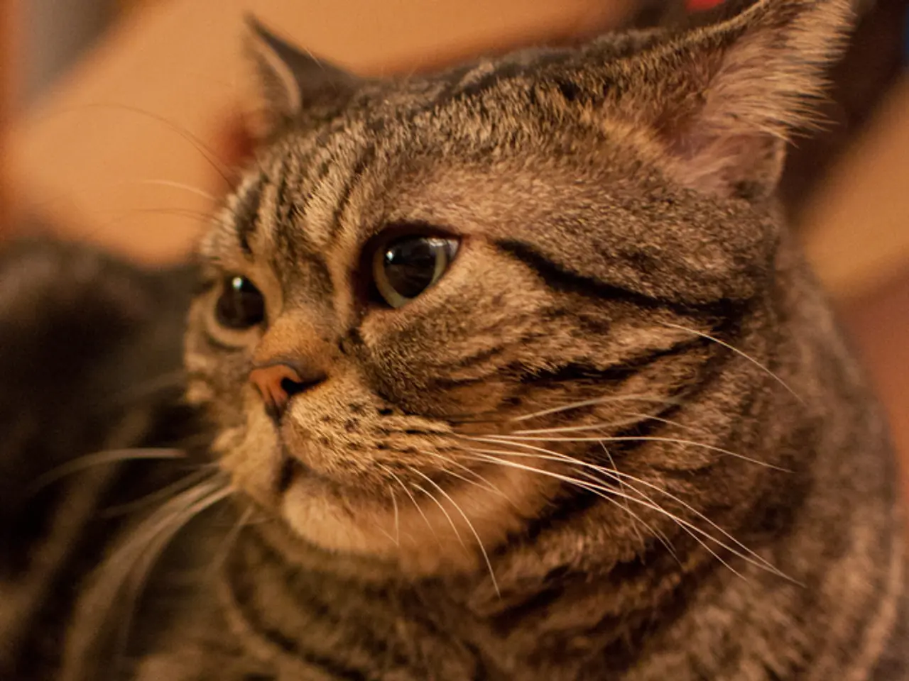 Strategies to calm a fretful feline: