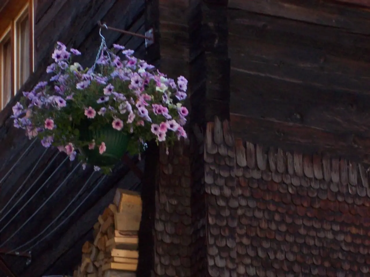 Guide to Cultivating Dwarf Orange Trees in Pots