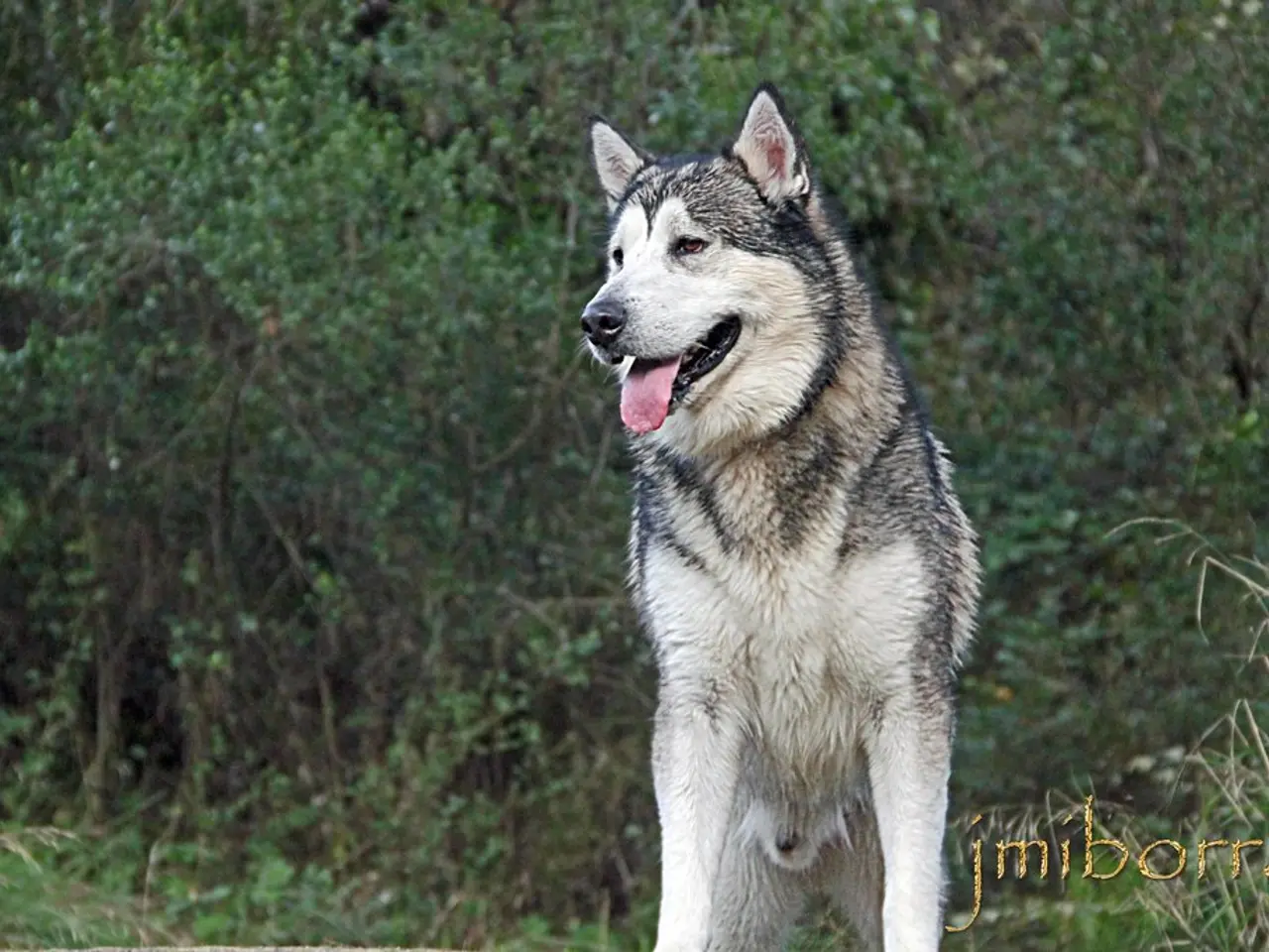 Analyzing the Aspects and Hidden Significances of Wolves: A Comprehensive Study