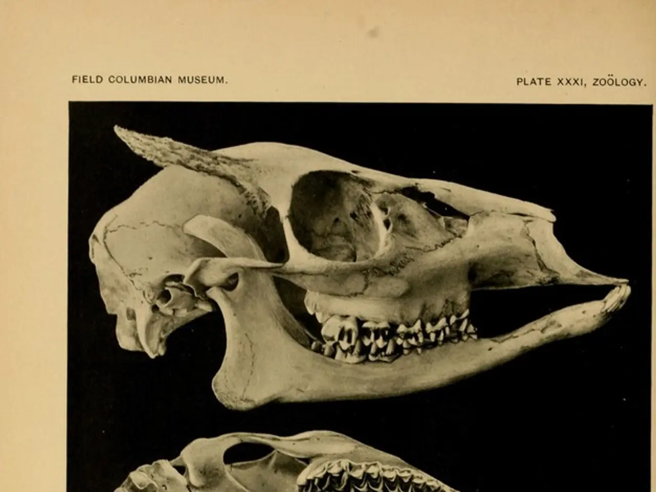 In this image there is a page in a book where there are three skulls and some text on the paper.