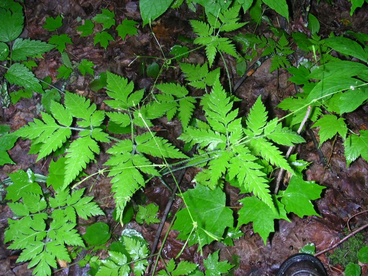 In this image I can see there are green leaves.