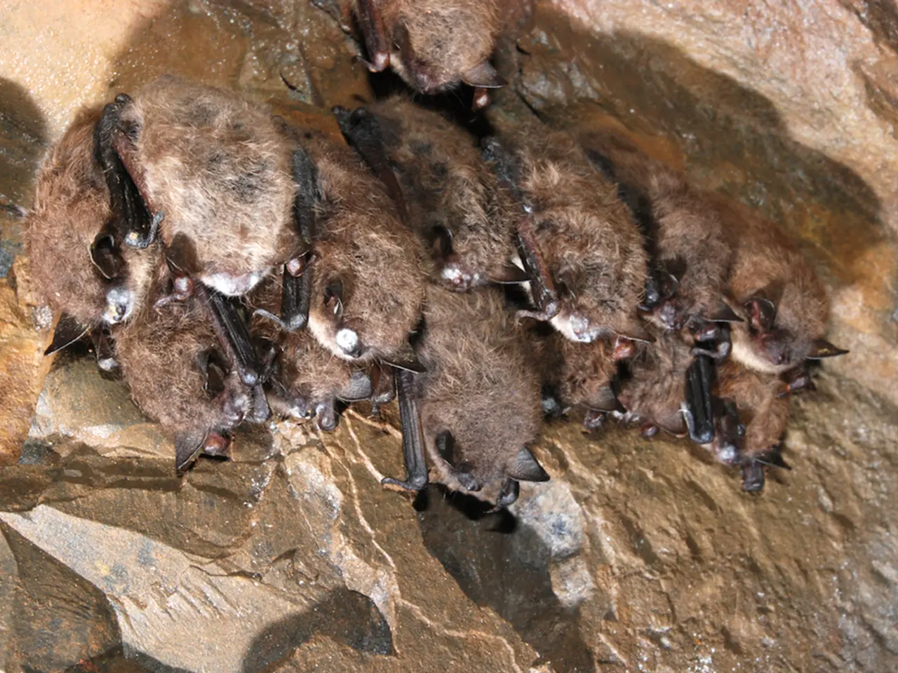In this image I can see few brown colour bats.