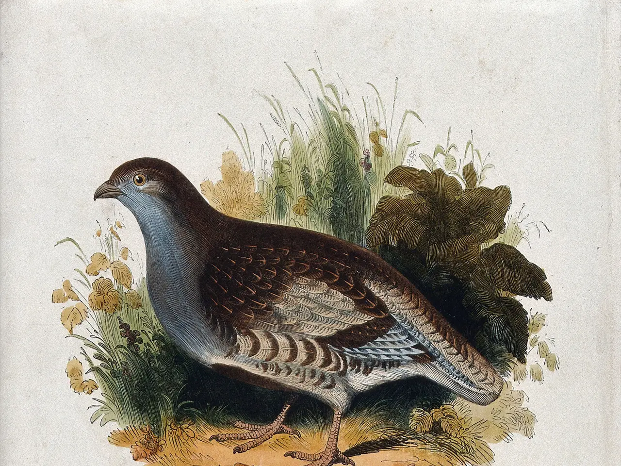 The image shows a book with a drawing of a partridge on it, surrounded by plants and flowers. The...