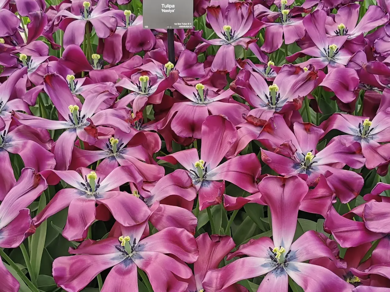 The image shows a field of pink tulips with lush green leaves and a board with text in the...