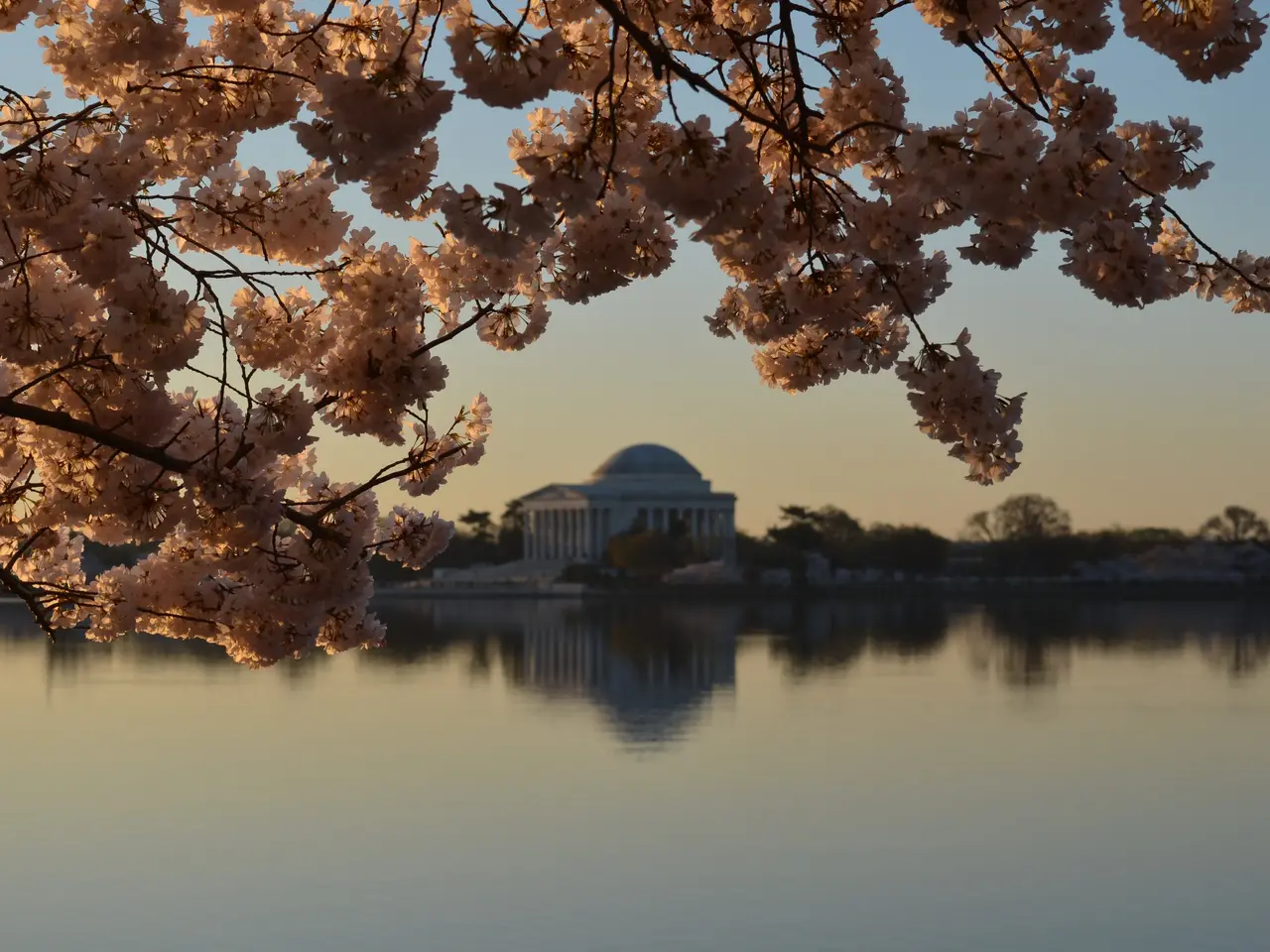 The image shows a beautiful scene of cherry blossoms in Washington DC, with the Jefferson Memorial...