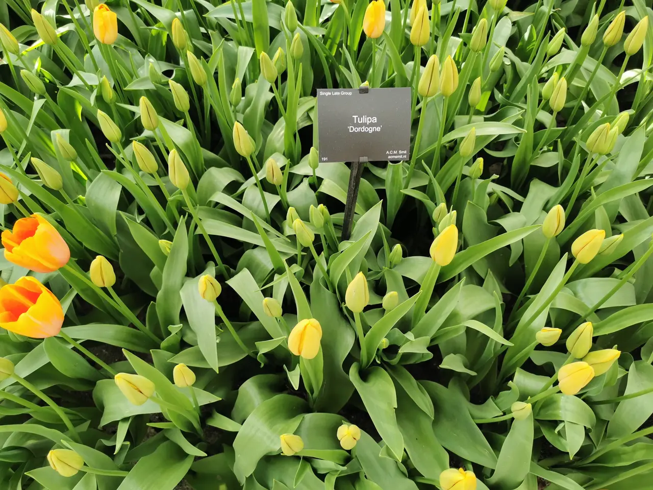 The image shows a field of bright yellow tulips with lush green leaves and a black board in the...