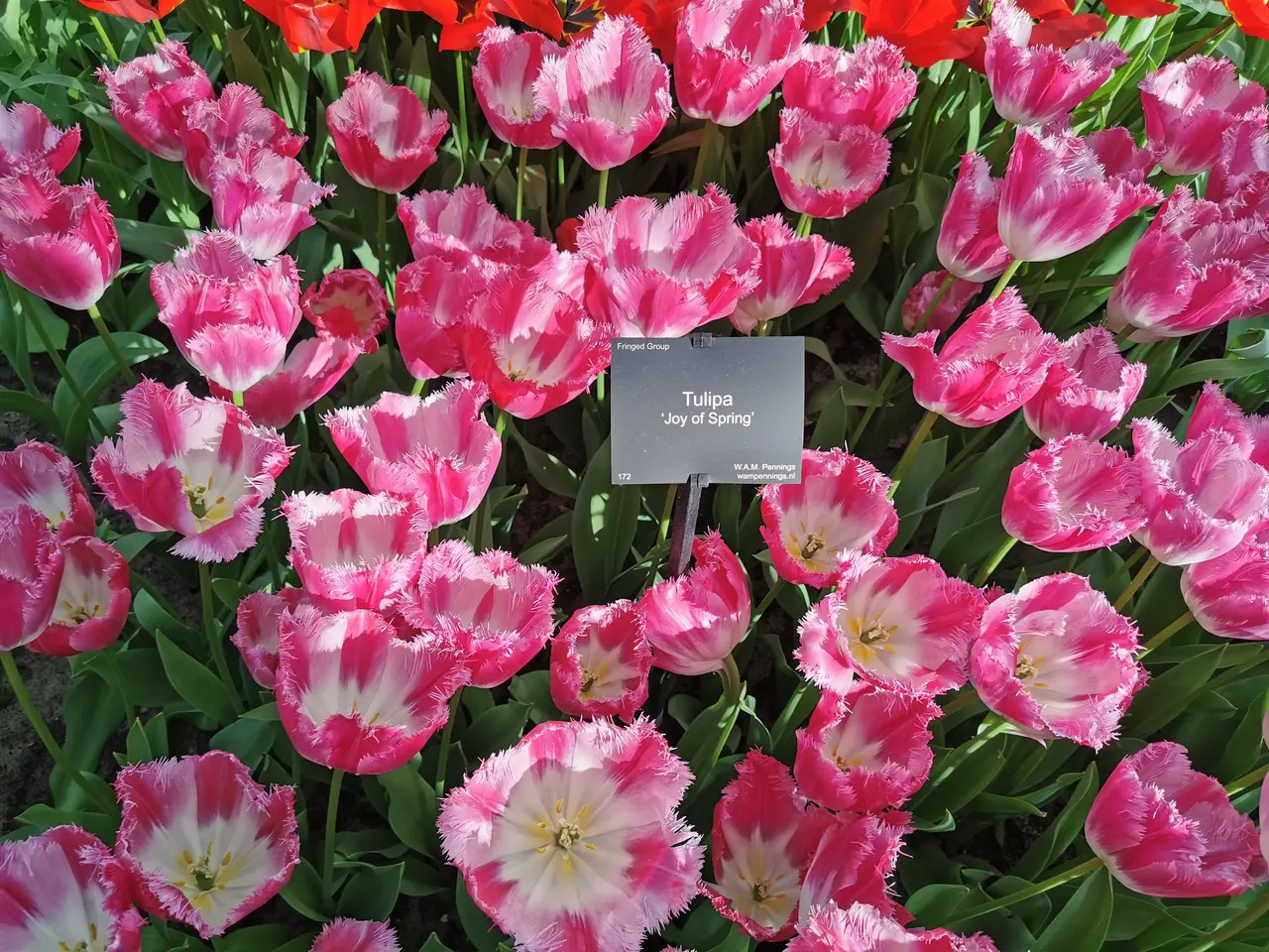 The image shows a vibrant display of pink and red tulips in a garden, with a board in the middle...