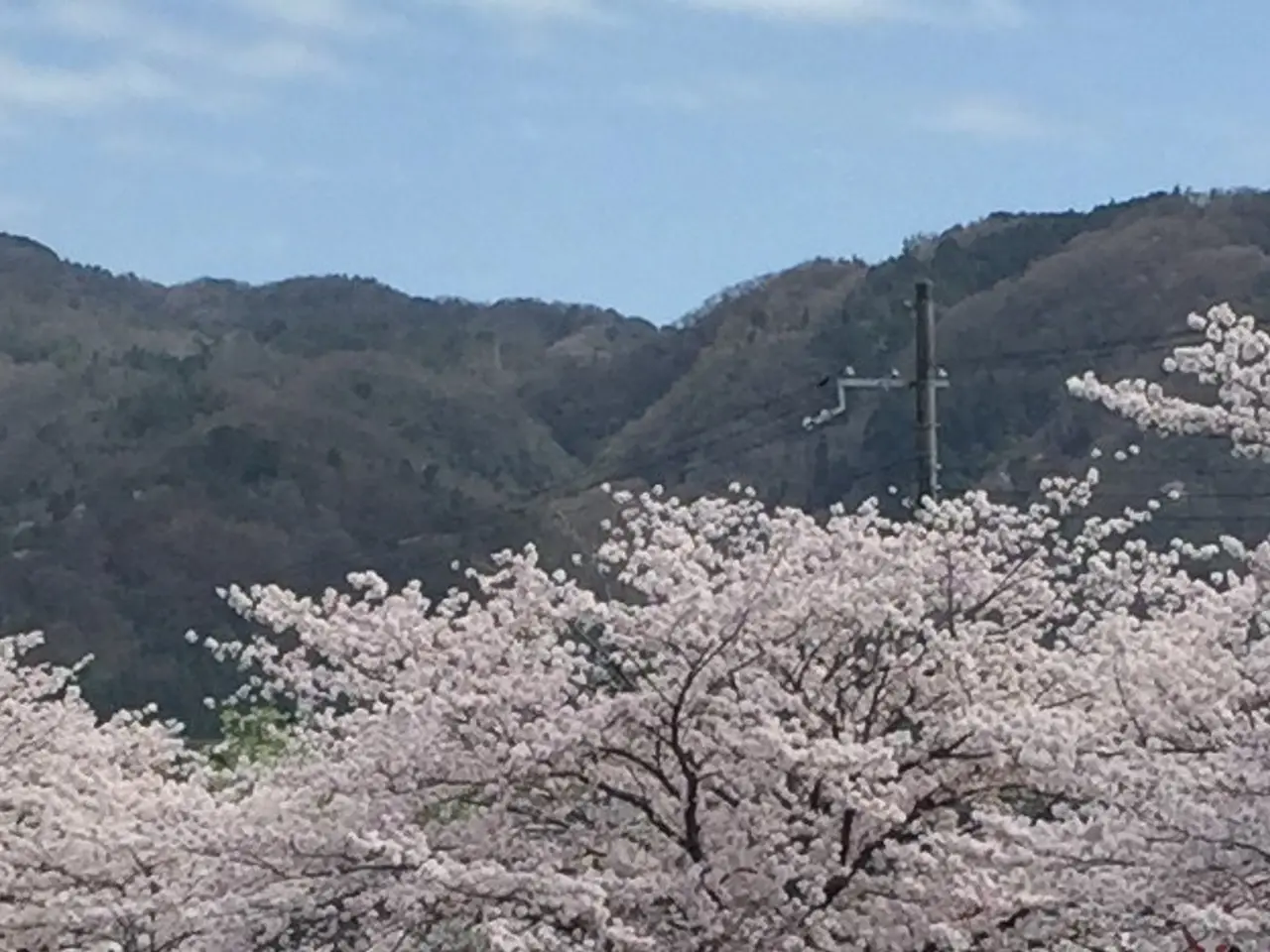 The image shows a picturesque scene of cherry blossoms in full bloom on the side of a road, with...