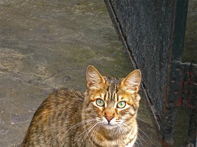 Feline Strays From Adoption in Egypt