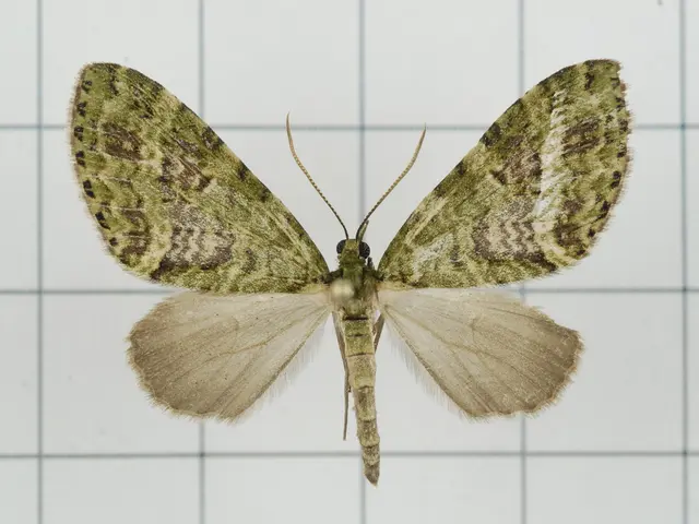 Exploration at Grand Rapids' Butterfly Showcase: A Vibrant Haven for Butterflies