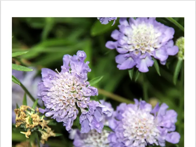 Cosmo's Significance,Origins, and Intriguing Details