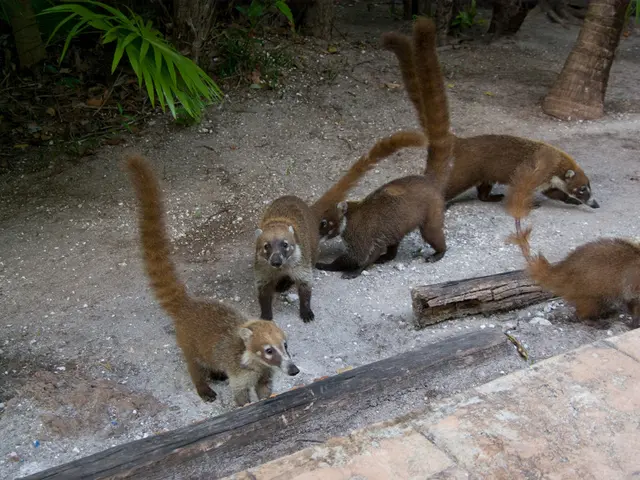 "Nature's Spectacle: Exploring Visiotopia as a Stunning Sensory Journey"