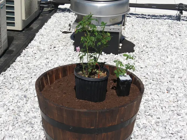 Building a Self-Maintaining Aquatic or Terrestrial Microcosm: Step-by-Step Guide