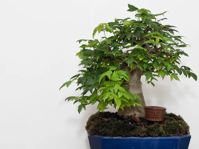 Bonsai design encompasses various styles: Cascade, Literati, and others.