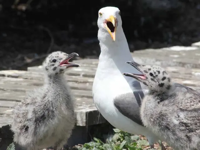 Encouraging Avian Observation as a Leading Ecotourism Attraction in the Andaman and Nicobar Islands
