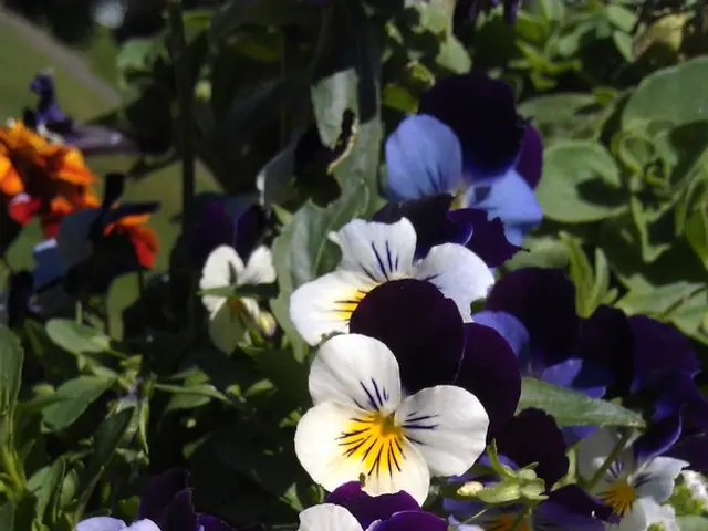 Enjoy these self-sowing flowers for years after planting just once: