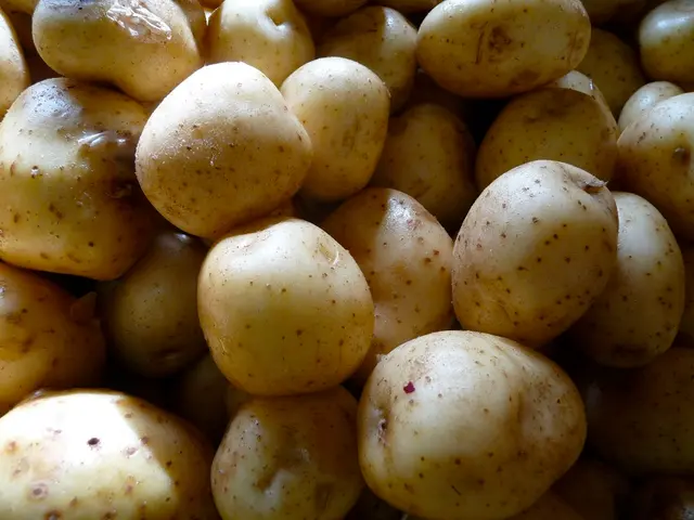 Peruvian farmer Manuel Choqque Bravo, self-proclaimed as a "potato whisperer," dedicates his daily...