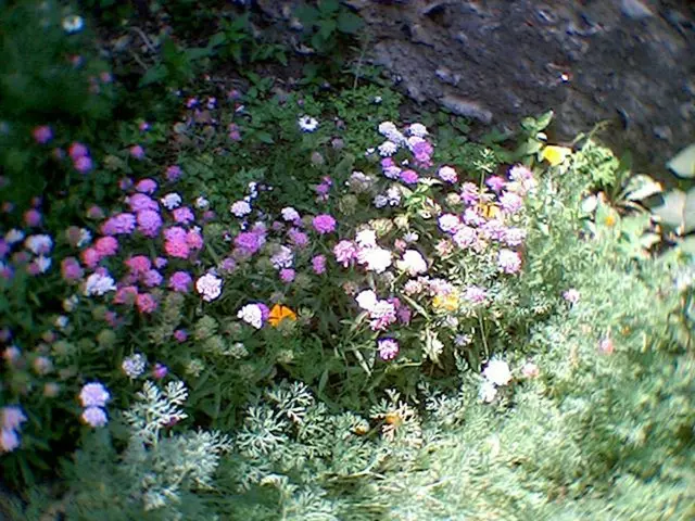 Floral Industry Event in 2025: Uniting, Advancing, and Authenticating the Floral Sector