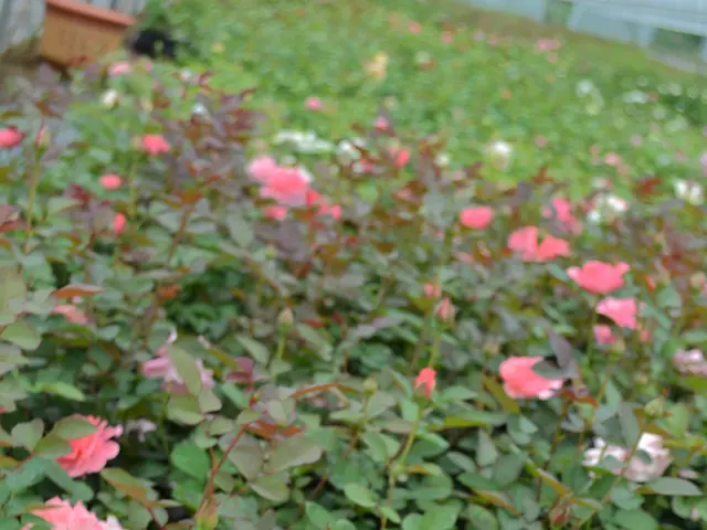 Declining enthusiasm for orchids and indoor plants among flower enthusiasts lamented by...