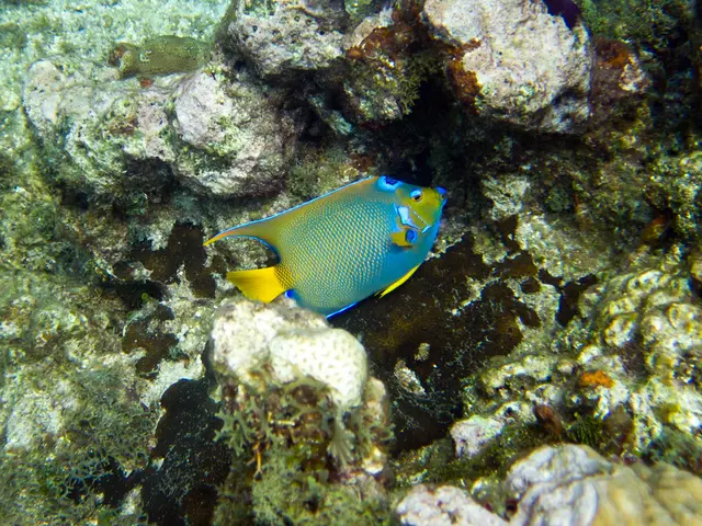 Comprehensive Review of Superior Fishing Spots on Pine Cay