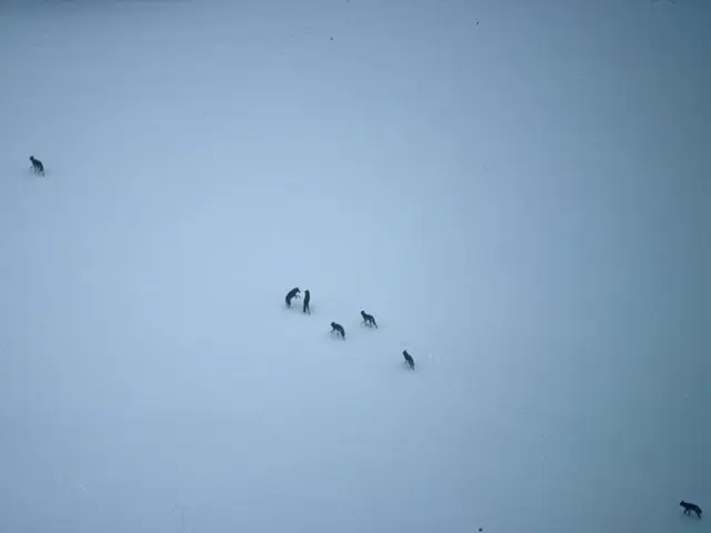 Sledding with Dogs across the Alaskan Terrain