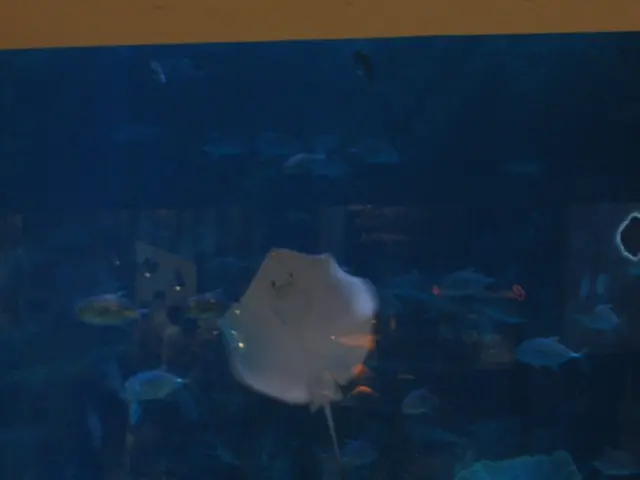 Preparing the Ground for Vibrant Aquatic Plant Growth in an Aquarium