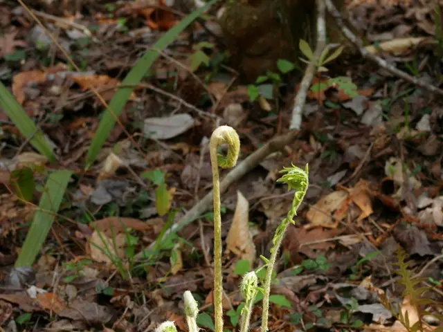 Heat Management through Permaculture: Reflected Mulching as a Viable Option in Severe Climates