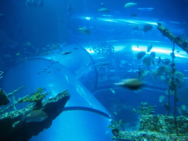 Transformed announcement: Ocean Conservation in Gabon receives Debt Conversion Initiative, a...