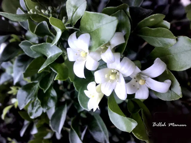 Blooms featuring white petals