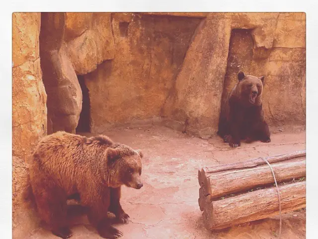 Spain's Amazing Brown Bear Rescue: The Animal on the Brink of Extinction Scores a Comeback