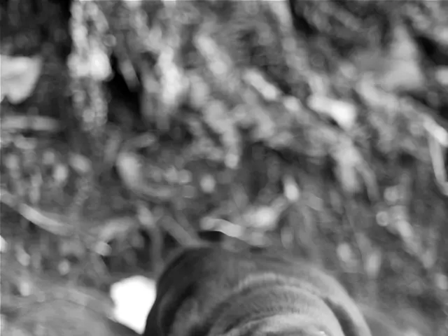 In Bali, they had been residing for three years, poised to return to Israel, but an unexpected...