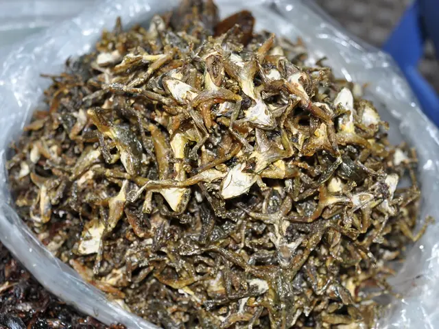 Adrenaline-Pumping Encounters with Striped Marlin and Baitballs in Mexico