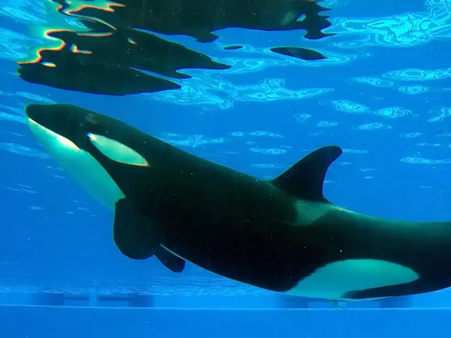 Major Bitcoin Holder Transfers $4 Billion Worth of BTC, Revealing Purchased Assets