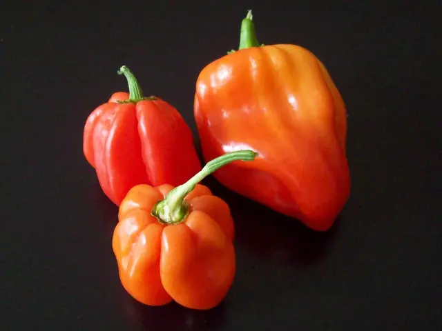 Exploring Optimal Soil Depth for Thriving Bell Peppers Growth