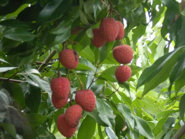 In this picture there are strawberries on the plant in the image.