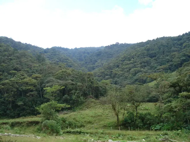 In this picture there are few trees and mountains and the ground is greenery.
