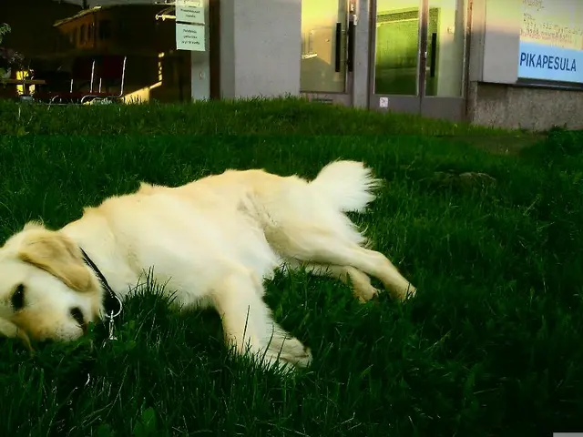 This image is clicked outside. There is grass in the middle. There is a dog in the middle. There is...