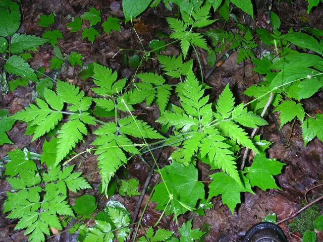 In this image I can see there are green leaves.