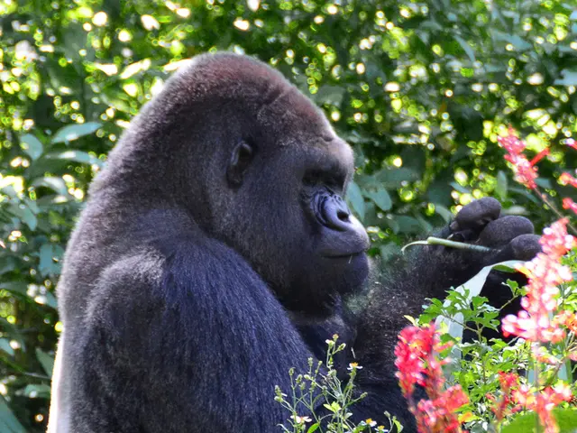 Here in this picture we can see a gorilla present on the ground, which is fully covered with flower...