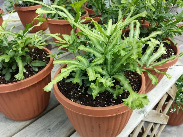 This picture consists of plant pots in the center of the image on a wooden table and there is...