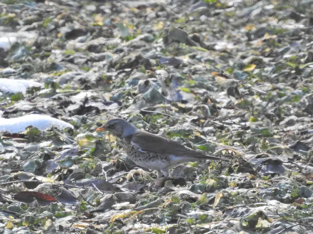 The image shows a fieldfare perched atop a pile of leaves and snow on the ground. The bird is...
