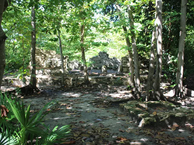 The image shows the ruins of the Mayan city of Tikalpa, Guatemala, with trees and plants in the...