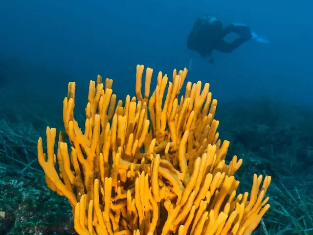 The image shows a scuba diver swimming over a vibrant coral reef in the Bahamas. The diver is...
