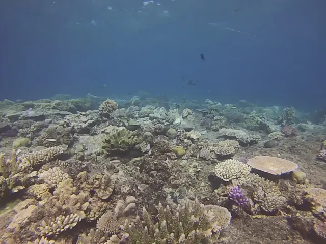 The image shows a vibrant coral reef in the Red Sea, Egypt, with a variety of colorful fish...