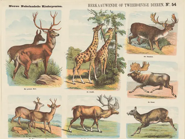 The image shows a paper with pictures of various animals, including a deer, a giraffe, and other...