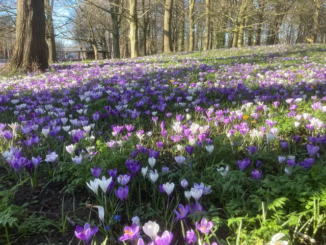 The image shows a field of purple and white crocuses in the middle of a park, surrounded by trees...