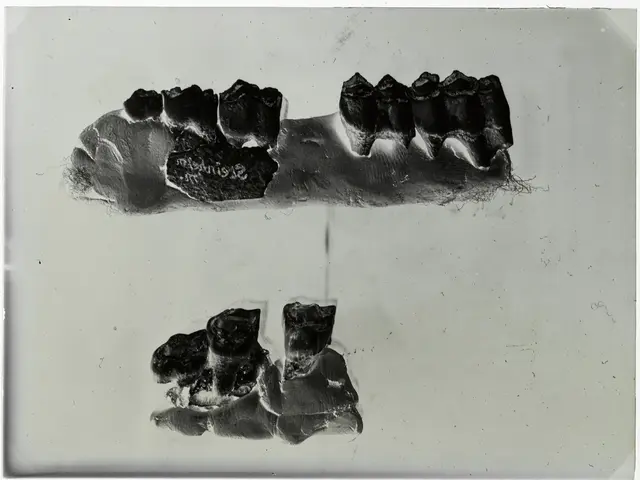 The image shows a black and white photo of a pair of teeth on a white background. The teeth are...