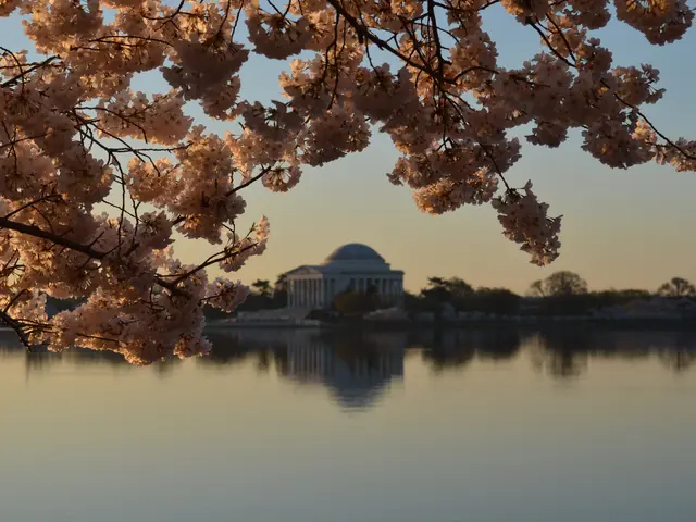 The image shows a beautiful scene of cherry blossoms in Washington DC, with the Jefferson Memorial...